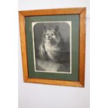 Black and white print of a Dog mounted in a walnut frame { 92cm H X 80cm W }.