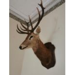 19th C. taxidermy Stag head mounted on oak shield {125 cm H x 80 cm W x 100 cm D}.