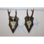 Pair of deer skull and antlers mounted on oak shields { 34cm H X 14cm W X 17cm D }.