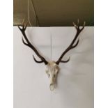 Set of deer antlers and skull { 100cm H X 84cm W X 40cm D }.