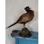 Taxidermy pheasant mounted on a plinth { 42cm H X 61cm W X 13cm D }.