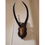 19th C. gazelle skull and antlers mounted on oak shield {80 cm H x 43 cm W x 65 cm D}.
