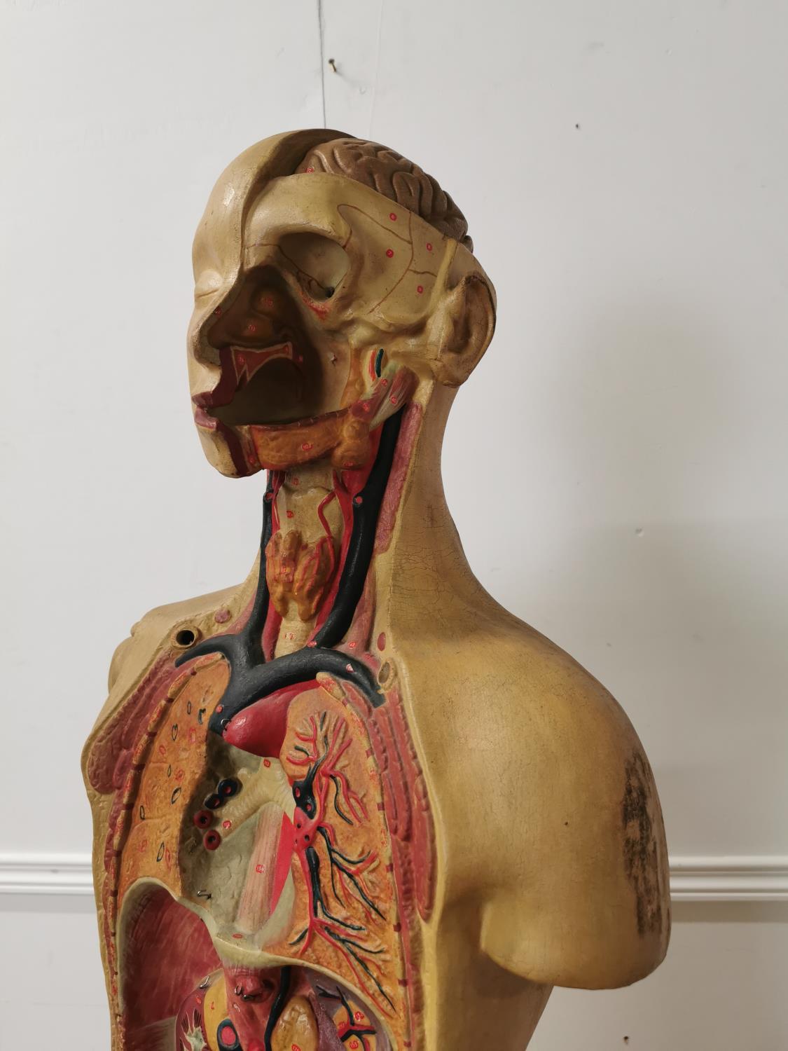 Early 20th. C. Ruberoid medical mannequin with skull and torso detail. - Image 2 of 4