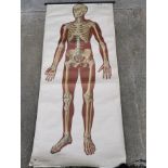 Early 20th C. full body medical chart - Deutsches Hygiene-Museum Dresden