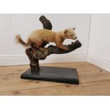 Taxidermy weasel mounted on a wooden branch and plinth base. { 62cm H X 58cm W X 30cm D }.