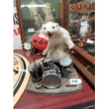 Rare taxidery Weasel playing the drums. {36 cm H x 21 cm W x 16 cm D}.