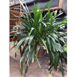 LARGE MATURE POTTED PLANT CLIVIA LILY
