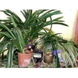 SELECTION OF PLANTS CLIVIA LILY AND SPIDER PLANT