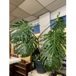 LARGE POTTED MONSTERA CHEESE PLANT 150CM H APPROX.