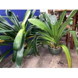 TWO MATURE POTTED PLANTS CLIVIA LILY (GREEN POTS)