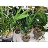 FIVE MATURE POTTED PLANTS CLIVIA LILY