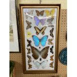 MOUNTED COLLECTION OF VARIOUS BUTTERFLIES F/G IN CONVEX CASE 28CM X 53CM