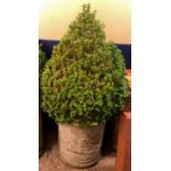 STONEWORK CYLINDRICAL DEEP PLANTER WITH TOPIARY BOX PLANT