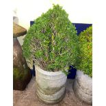 STONEWORK CYLINDRICAL DEEP PLANTER WITH TOPIARY BOX PLANT