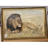 OIL ON CANVAS OF A LION BY JIM PARKER SIGNED AND DATED 1974 IN GILT FRAME 90CM X 59CM