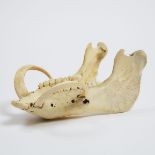 Australian Wild Boar Jawbone with Tusks, early-mid 20th century, length 10 in — 25.4 cm