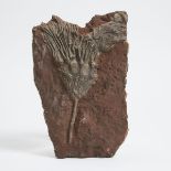 Ordovician Period Fossilized Crinoid, Morocco, 13.5. x 8.5 in — 34.3 x 21.6 cm