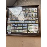 A framed and glazed collection of cigarette cards featuring bicycles