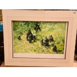 After David Shepherd, "Lowland Gorillas", artist's proof colour print, window mounted, unframed.