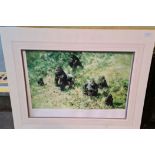 After David Shepherd, "Lowland Gorillas", artist's proof colour print, window mounted, unframed.