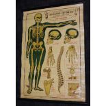 An A.L. Educational Series Elementary Physiology Hygiene & Ambulance chart No. 1 The Skeleton by
