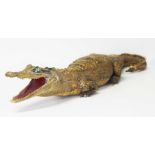 A taxidermy crocodile, length 69cm.