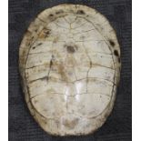 A Giant South American River Turtle Blonde Shell (Podocnemis Expansa), circa 1900, also known as the