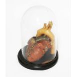 An anatomical wax model of the human heart, circa 1900, under glass dome, height 23cm.