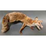 A taxidermy fox, length 72cm.