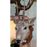 A taxidermy deer, mounted on oak shield, length 51cm.