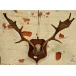 Mounted deer antlers