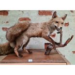 A taxidermy fox on oak base, length 78cm.