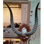 A pair of gazelle horns mounted on oak shield entitled 'Cameroon 1974', length 57cm.