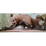 A taxidermy pine martin, length 69cm.