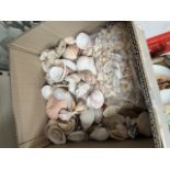 A box of sea shells