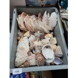 A box of sea shells.