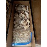 A box of sea shells