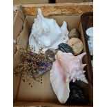 A box of shells and fossils.
