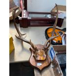 Stag multi-pointed antlers on wooden base.