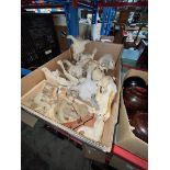 A box containing various skulls and bones etc.