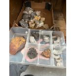 Two trays of fossils, minerals, etc.