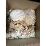 A box of sea shells