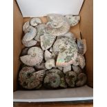 A box of cleoniceras ammonite fossils together with a framed specimen of a giant spiny katydid.