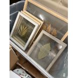A collection of seven framed pressed leaves.