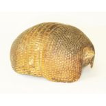 A taxidermy curled armadillo shell, length 19cm, as found.