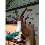 A taxidermy Blesbok head and horns.