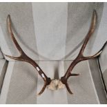 A pair of Stag antlers and partial skull.