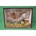 Taxidermy Common Cuckoo contained in a glazed case with a naturalistic setting - 10" tall Please