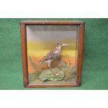 Taxidermy Common Snipe standing on a naturalistic base and contained in glazed case - 11" tall