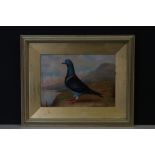 Gilt framed oil painting, a study of a racing pigeon in a highland setting